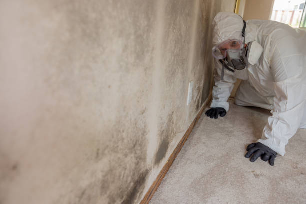 Reliable West Elmira, NY Mold Removal Solutions